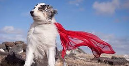 Mascotas Héroes: Historias de Valor y Lealtad