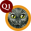 q1.gif