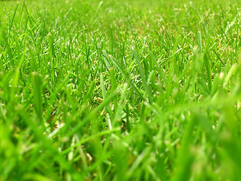 meadow-115673_1280.jpg