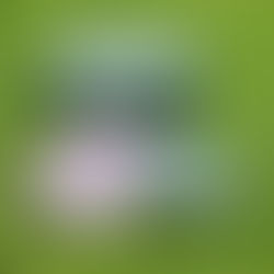 Tuto : Comment fabriquer un Bee Wrap ?