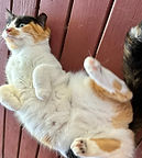 flopping cat chloe_edited_edited.jpg