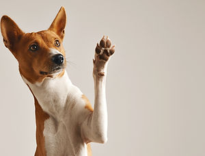dog_santoro e menezes.jpg