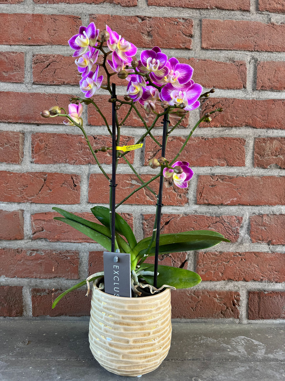 Miniature : Phalenopsis " Split rose" et cache pot beige