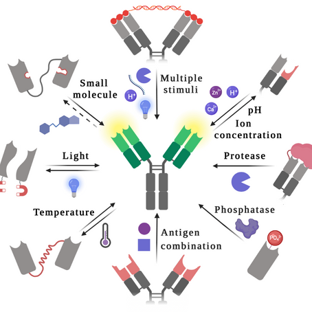 Masked antibodies accepted in ACS Central Science!