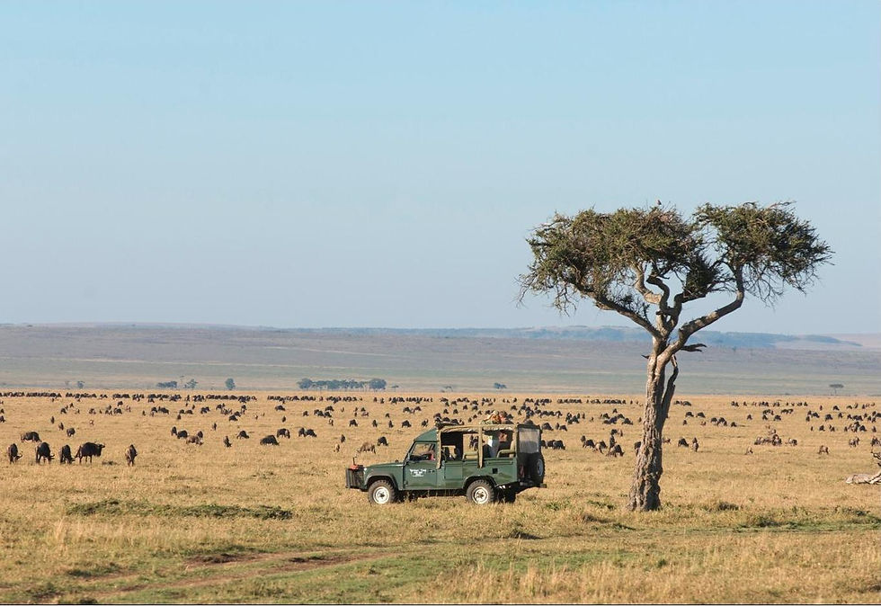 Wildebeests-in-the-Mara-Plains