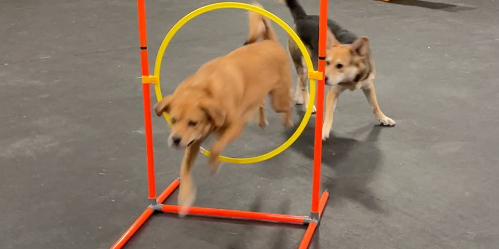 Fun with Agility Workshop