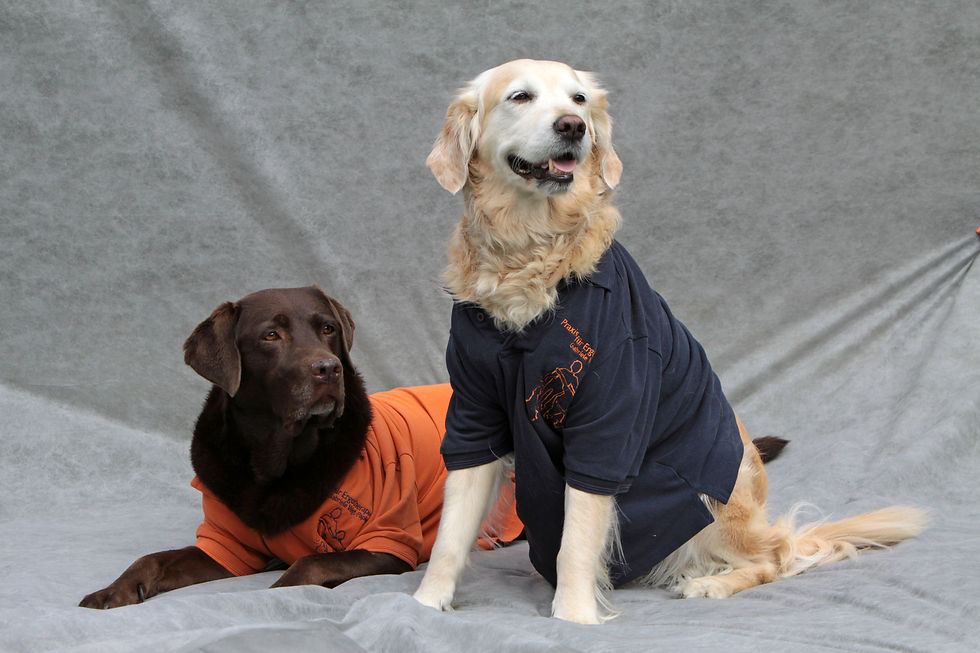 Breed Specific Meet Up - Retrievers