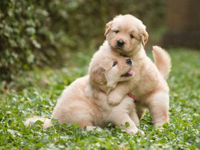 3 Ways To Become An Eco Friendly Pet Owner