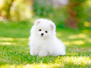 Should You Keep A Pet?