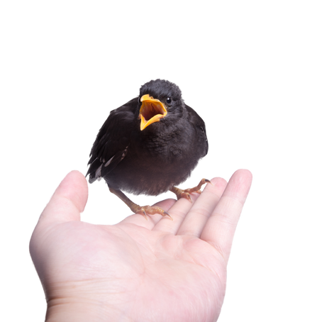 How to Talk to Your Pet: Tips for Telepathic Communication