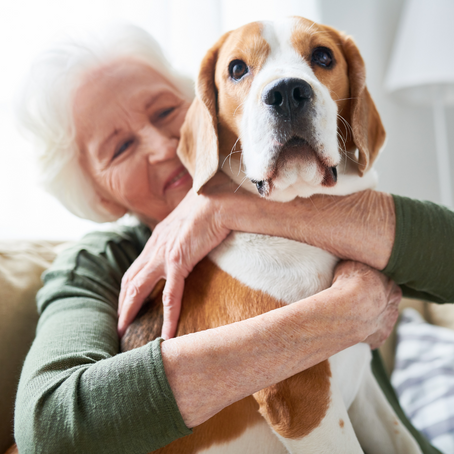 The Healing Power of Animals: How Pets Support Our Emotional Well-being