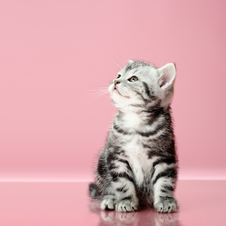 Reincarnation in Pets: Can Our Beloved Animals Return to Us?