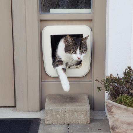 Reincarnation Stories: Pets Who Return to Their Families