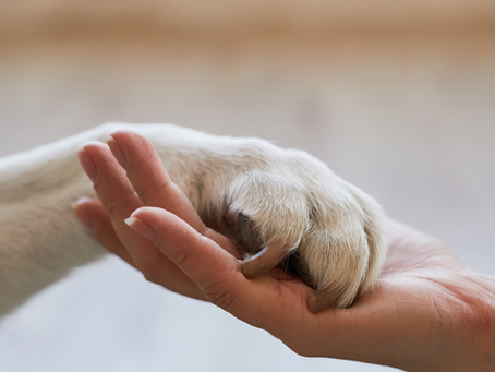 The Eternal Bond: How Animals Continue to Love Us After They Pass