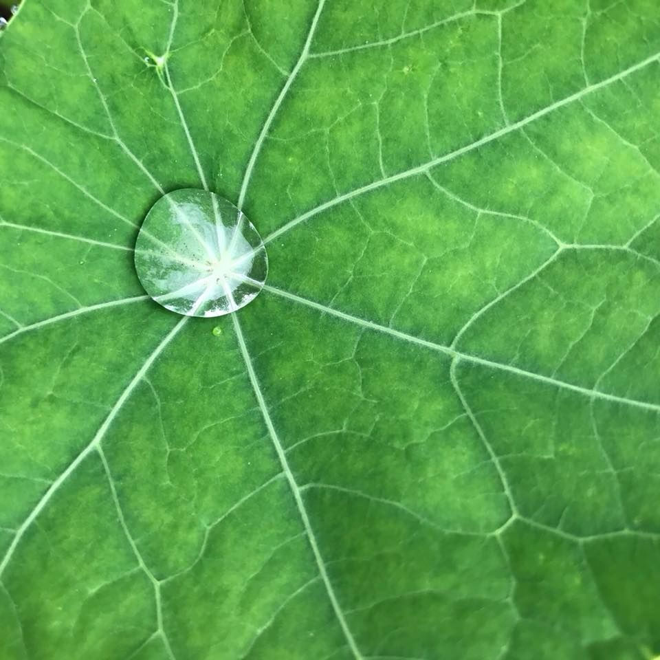 Thumbnail: Plants Coming soon