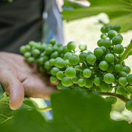 Vineyard Update from Signor Vineyards
