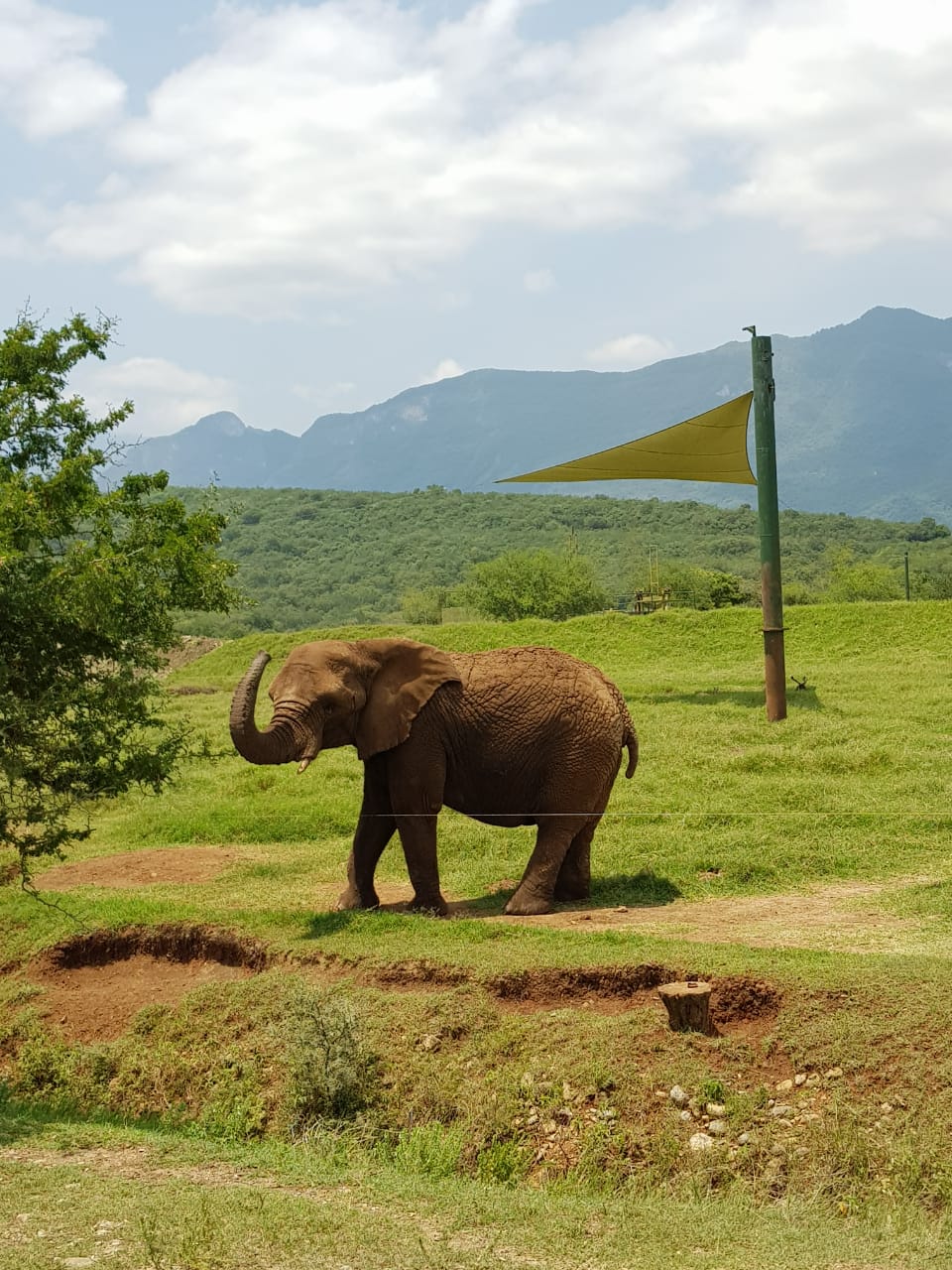 Elephant