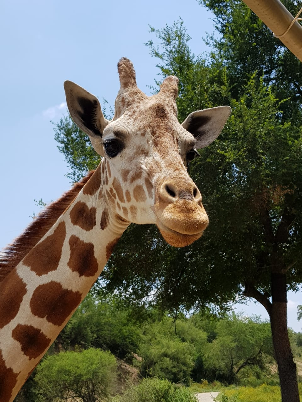 Giraffe