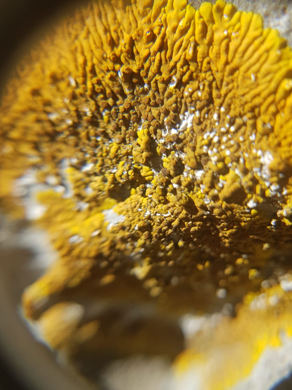 Lichen closeup