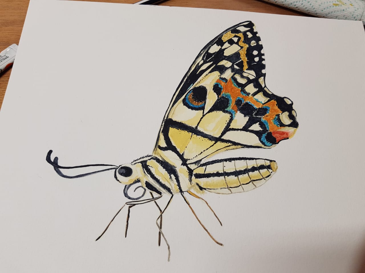Butterfly Watercolor