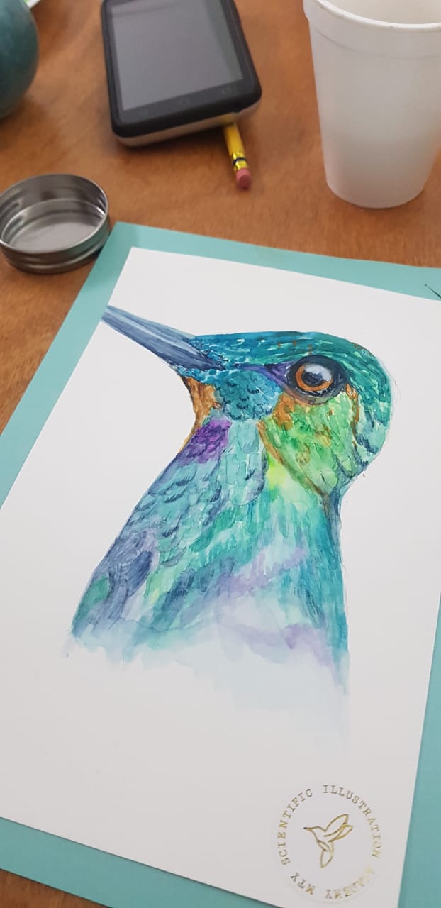 Hummingbird