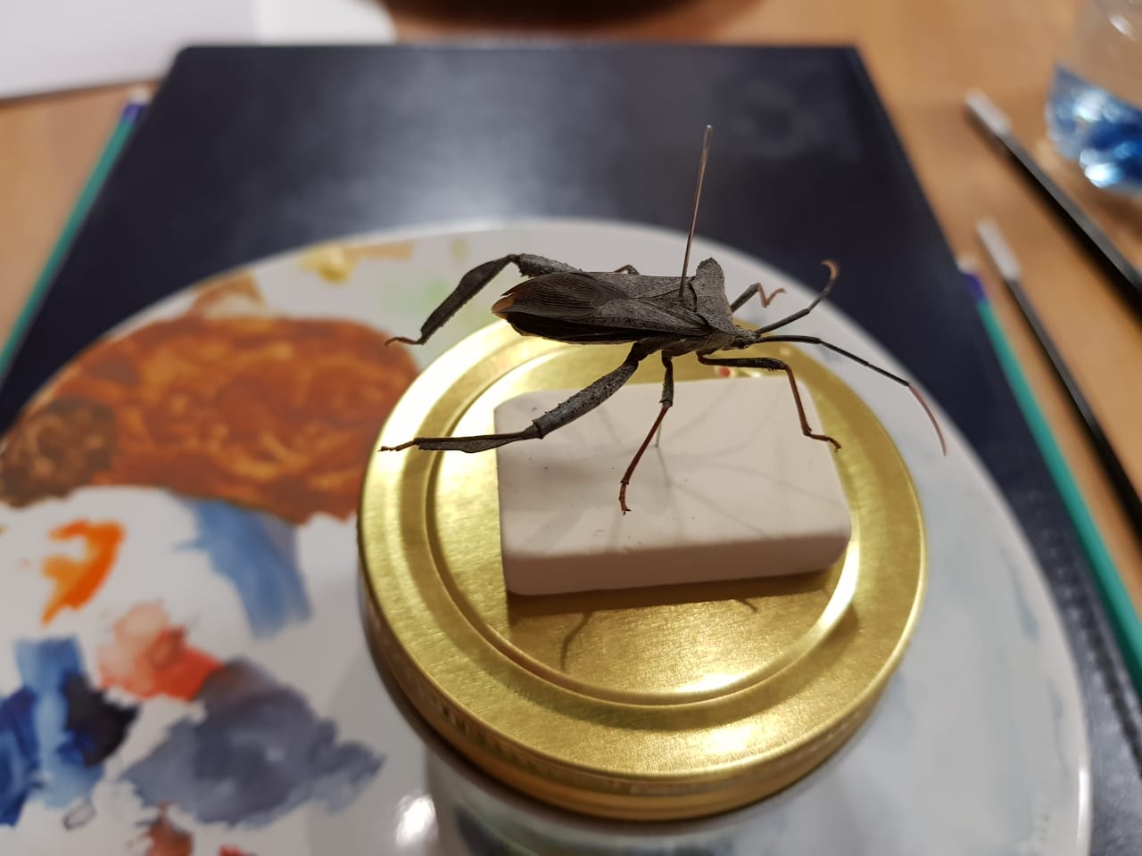 Insect