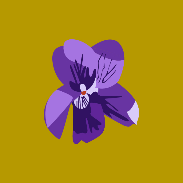 Gif de violettes