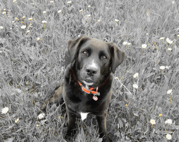 pet sitter 39150 Saint-Pierre 