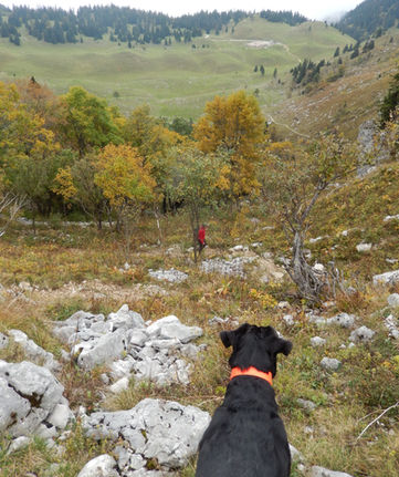 pension chien chat nac jura