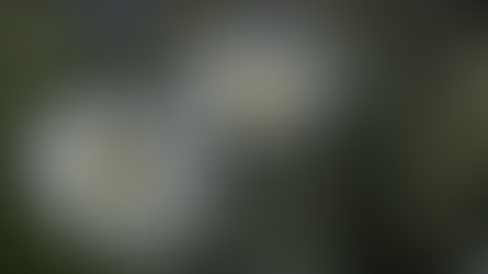 Abejas asesinas siguen cobrando victimas