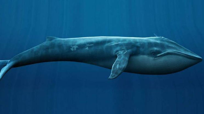 Il fenomeno Blue Whale