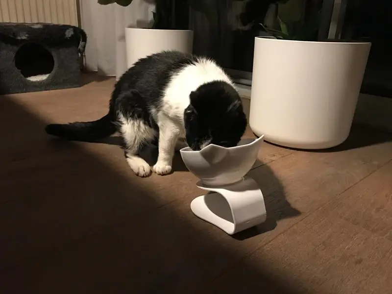 Thumbnail: TiltDine Pet Bowl Set