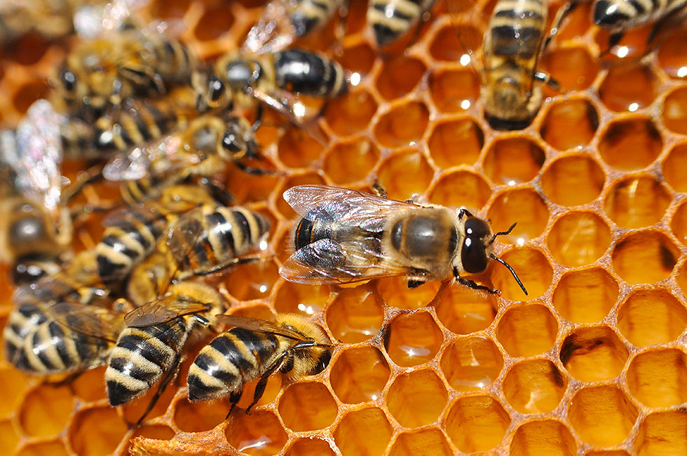 Bee Hive Removal Services.jpg