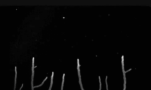 mycelium.gif
