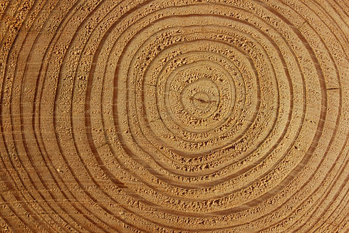 wood-641009.jpg