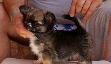 kennel, dog breeder, breeder, Chihuahua, Whippet, Yorkie, dog, hund, perro, perros, Hennessey Hound, Kennel Español, breeder, Yorkshire Terrier, smooth coat chihuahua, long coat chihuahua, puppies, puppy, long coat, short hair, smooth coat, hound, galgos, galgo, sight hound, sighthound, mynde, mynder