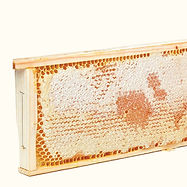 Honey on Frame.jpg