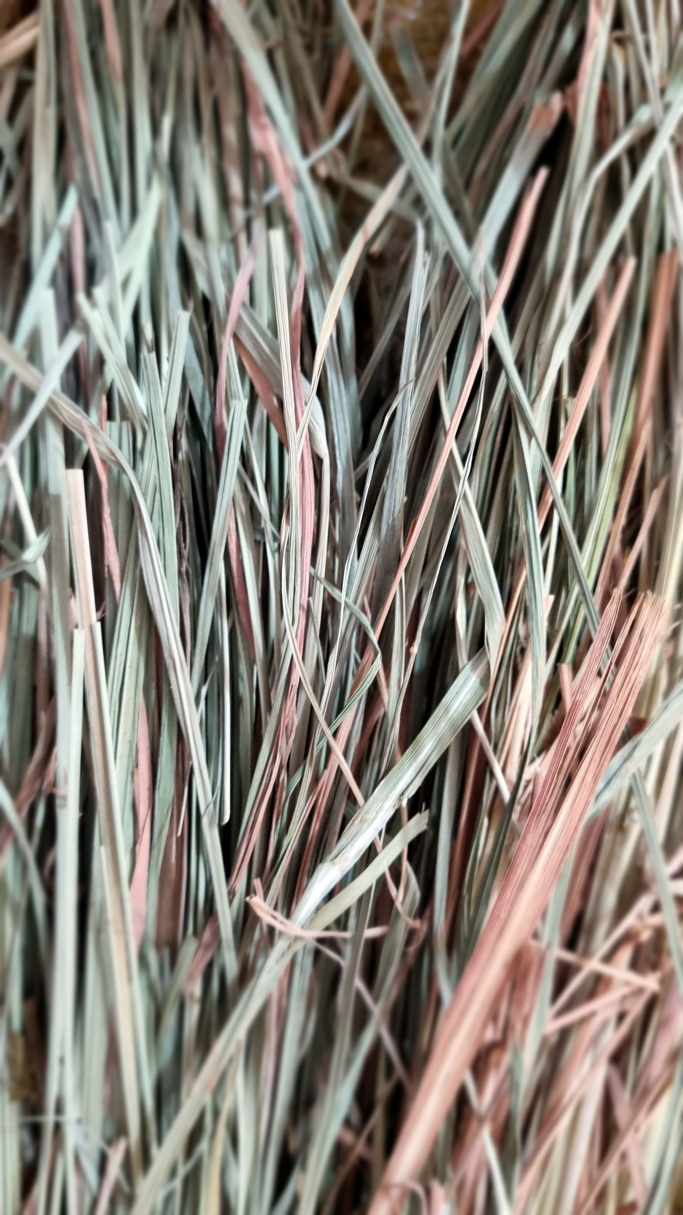 Azkhar Maki | Lemon Grass