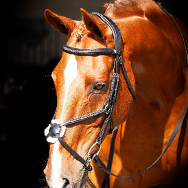 Cameo Ultra Comfort Galway v2.0 Bridle