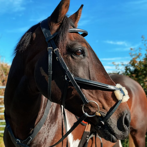 Cameo Grackle Bridle.png