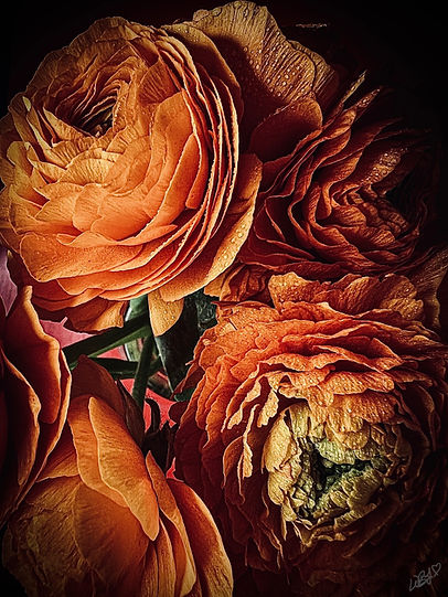 Orange Delight | Color Photography