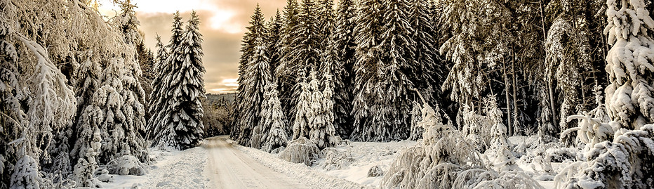 Snow Forest Road