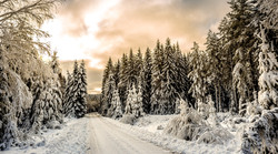 Snow Forest Road