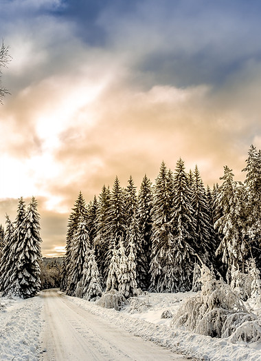 Forest Road neige