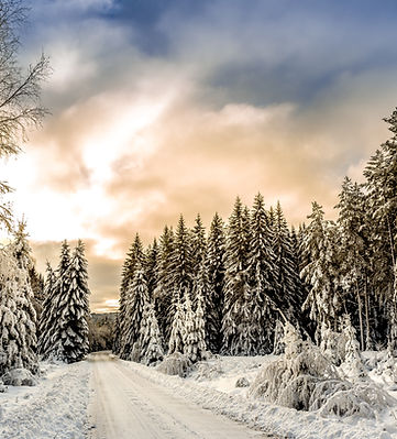 Snow Forest Road