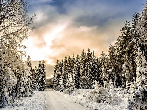 Snow Forest Road