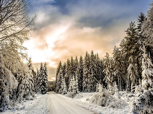 Snow Forest Road