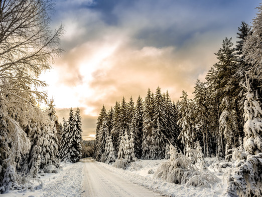 Snow Forest Road