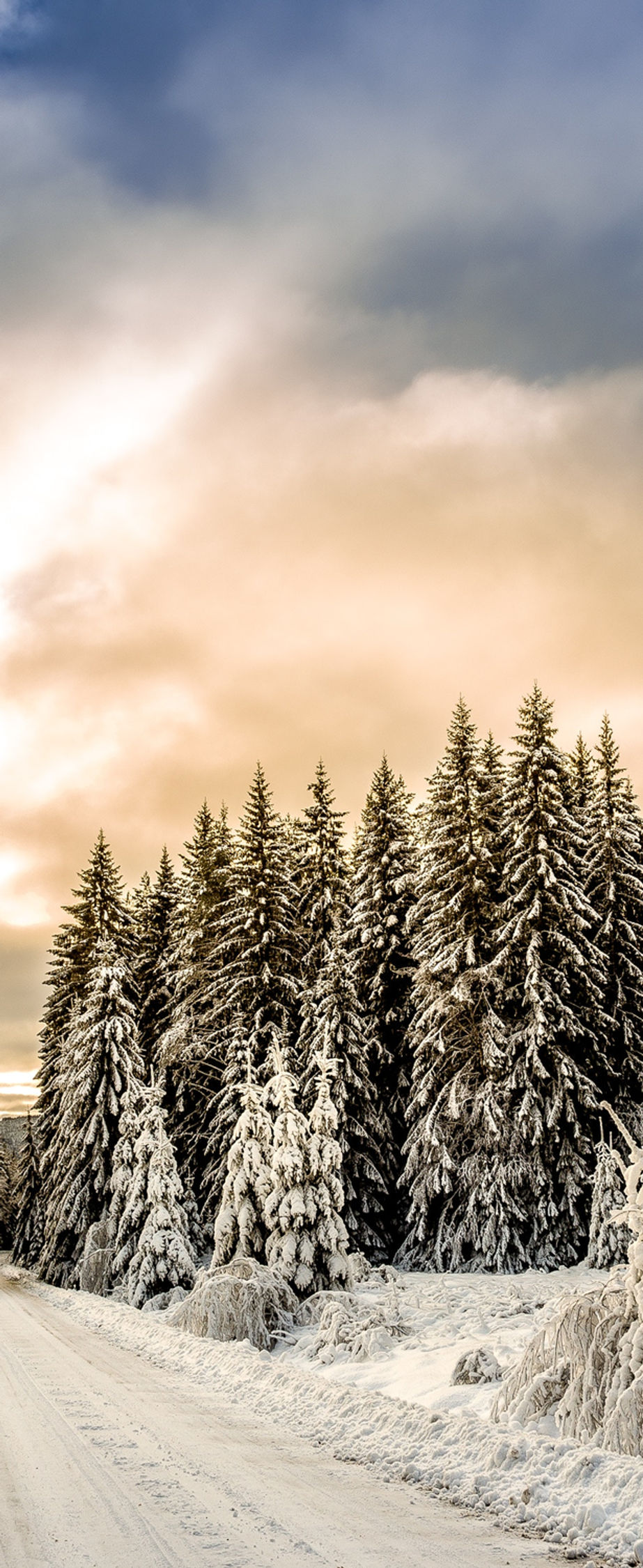 Schnee Forest Road