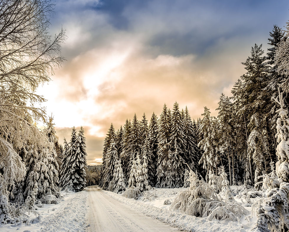 Snow Forest Road